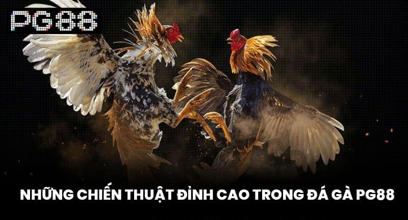 Những Chiến Thuật Đỉnh Cao Trong Đá Gà PG88