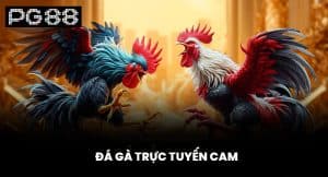 Đá Gà Trực Tuyến Cam Là Gì - Khám Phá Ngay Cùng PG88