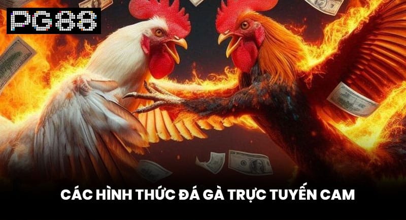 Các Hình Thức Đá Gà Trực Tuyến Cam