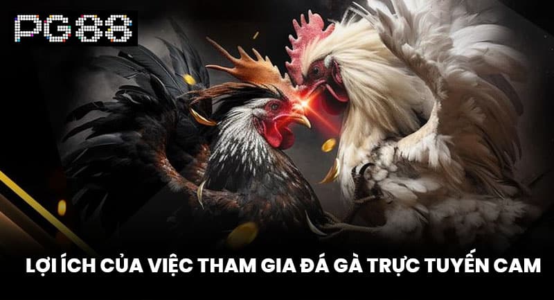 Lợi Ích Của Việc Tham Gia Đá Gà Trực Tuyến Cam